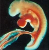 À ce stade commence le développement du placenta.